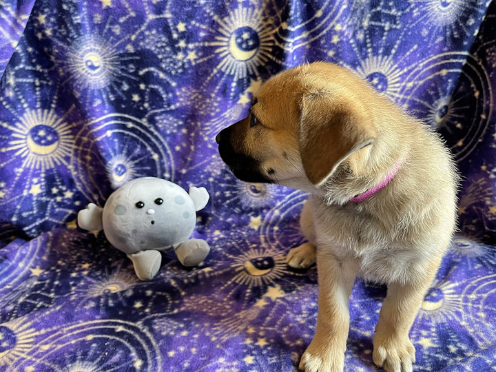 chinook puppy